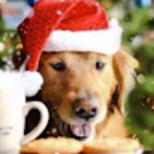 Meet your Posher, Shelby